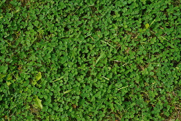 green grass background