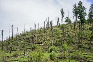 Hill covered in trees charred by recent wildfires in Lincoln National Forest in Capitan, New Mexico, USA