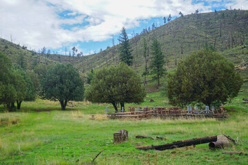 Meadow in Lincoln National Forest in Capitan, New Mexico, with charred trees from wildfire damage in the background