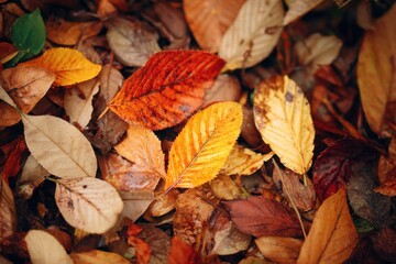 Vivid autumn leaves scattered on neutral forest floor background.