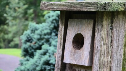 Mossy Old Wooden Bird House Close-Up Saturated Wood Lichen and Moss Outdoors in Garden Trees and Plants in the Background Peaceful Birds Home  