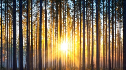 Fototapeta premium Glorious sunrise breaking through a dense forest, illuminating tall trees with golden rays and misty atmosphere