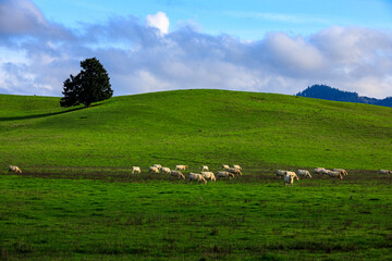 Peaceful Pastoral Scene with Livestock in Open Field