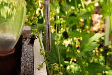 Obraz premium Close up of bumblebee, most likely Yellow-faced Bumble Bee (Bombus vosnesenskii), pollinating the blossom of a native Fringe Cup (Tellima grandiflora) with a lush garden out of focus in the background