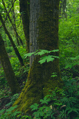 Fototapeta premium Green Big-leaf Maple (Acer macrophyllum) tree leaves contrasted with a dark tree trunk in the middle of a lush green forest, bursting with growth and life.