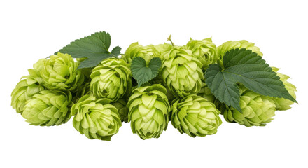 Isolated Pile of Fresh Hops