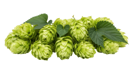 Isolated Pile of Fresh Hops