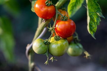 Close-up of ripening bush tomatoes grown in a home garden in the countryside