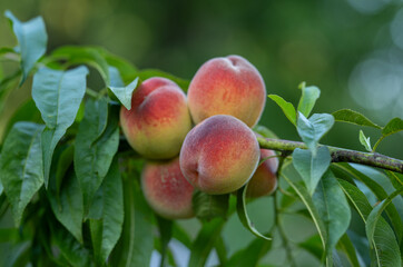 Close-up of a peach, ripening on a peach tree in an orchard on a farm in the countryside, organic fruit
