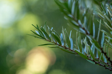 Sea buckthorn (Hippophae) In Asia, the leaves of the sea buckthorn are used to make tea, and the fruits are used to polish gold and silver.