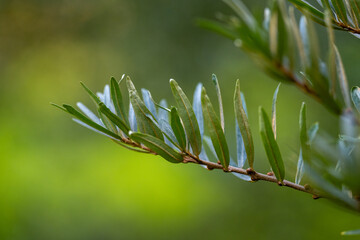 Sea buckthorn (Hippophae) In Asia, the leaves of the sea buckthorn are used to make tea, and the fruits are used to polish gold and silver.