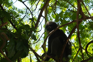 monkey