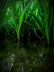 Close-up of lush green rice plants (Oryza sativa) growing in water, showing vibrant leaves and reflections, perfect for agriculture, farming, and nature themes.