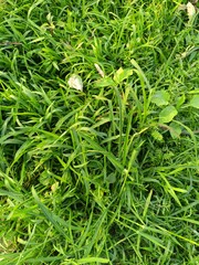 Close-up of fresh green grass (Poaceae) in natural sunlight, ideal for backgrounds, eco concepts, nature themes, and environmental design projects