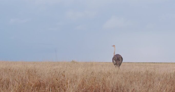 Extreme wide of a Somali ostrich (Struthio molybdophanes) standing surveying the savannah grasslands in kenya