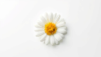 Obraz premium Daisy blossom close-up on a white background
