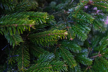 Close up view of vibrant green pine branches during daytime in a natural setting