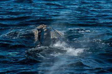 Obraz premium Sohutern right whale whale breathing, Peninsula Valdes, Patagonia,Argentina