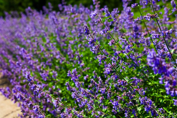 Obraz premium Beautiful Fassen's Catnip, false lavender field in bloom