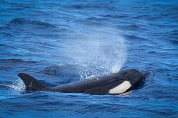 orca breathing © Marina