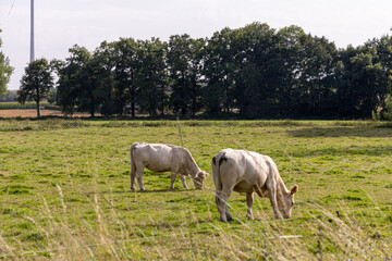 Obraz premium Two grazing cows in a lush green pasture, surrounded by trees and open fields, showcasing serene rural landscape and farm life