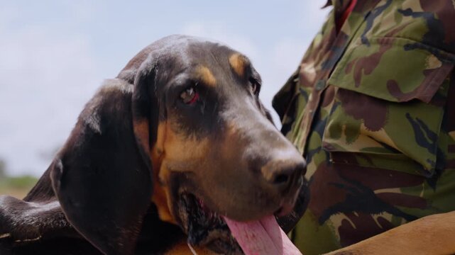 Close-up gimbal of a Bloodhound Dog (Canis lupus familiaris) head and paws on a game warden at noon in Kenya
