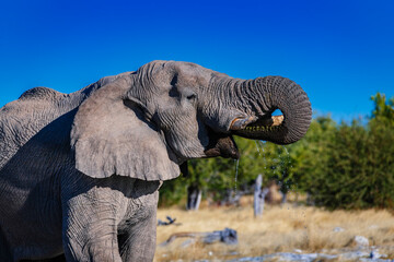 Close up view of an elephant drinking using his trunk