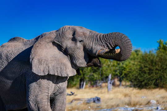 Close up view of an elephant drinking using his trunk