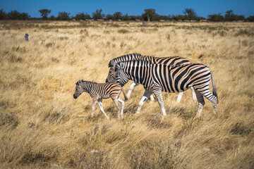 Zebra familly walking in the savanna grass