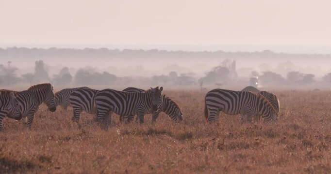 Wide of group of adult Grevy's Zebra (Equus grevyi) grazing and walking during misty sunrise with golden light in Savanna in Kenya