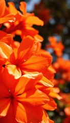 Fototapeta premium Close-up of vibrant orange blossoms, sunlight illuminating petals, beautiful, natural light, spring