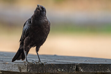 Isolated American Crow gazing up at the sky
