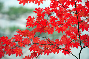 Brilliant Red Maple Leaves in Korean Autumn Forest