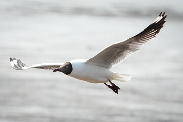 black headed seagull
