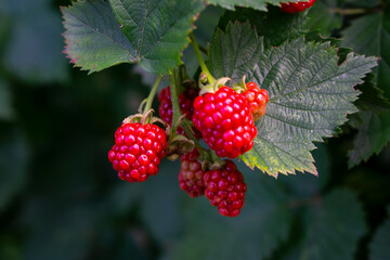 red berries of a raspberry