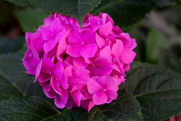 pink rose in the garden