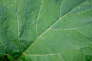 close up of green leaf