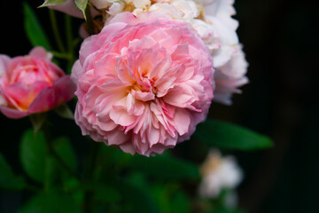 Obraz premium pink peony flower