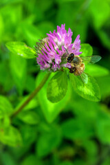 Honeybee Collecting Nectar on Red Clover Blossom in Korea