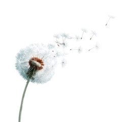 Dandelion seeds disperse in the wind, a few already airborne, against a dark background