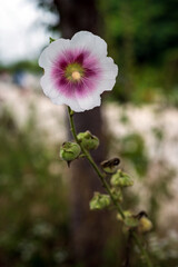 White Hollyhock Bloom with Purple Center in Summer Garden