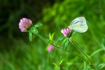 White Butterfly on Clover Flower in Summer Meadow, Korea