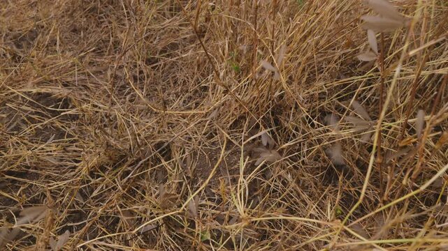 Extreme wide tilt of Alate termites (Macrotermes michaelseni) dispersing from a mound under an Apple ringed acacia in savannah in kenya