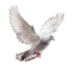 Fototapeta premium A white dove in flight, wings outstretched, showcasing detailed plumage and vibrant red feet against a black background