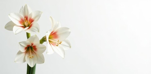 Naklejka premium Elegant white amaryllis bouquet on pure white backdrop, stems, contemporary