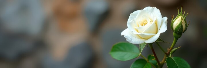 Delicate white rose buds with thorns against a natural stone background, small blooms, nature backgrounds