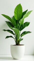 Dramatic tall plant pot against plain white backdrop, lush foliage and rich green color, home accessories, minimalist style