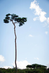 Tall Pine Tree Against Clear Blue Sky in Korea