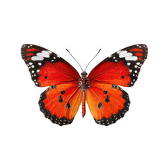 Fototapeta premium Vivid orange butterfly with black and white markings on its wings, showcasing intricate details against a plain black background