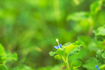 夏の山　草むらに露草の輝き03